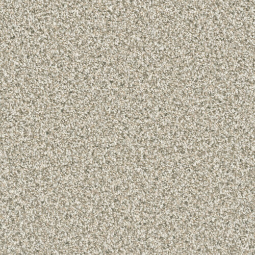 DAZZLING Seashells 758